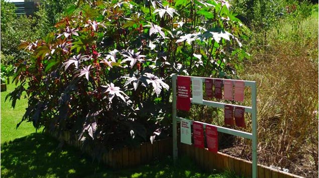 jardin plantes toxiques médicinales Jardin Camifolia